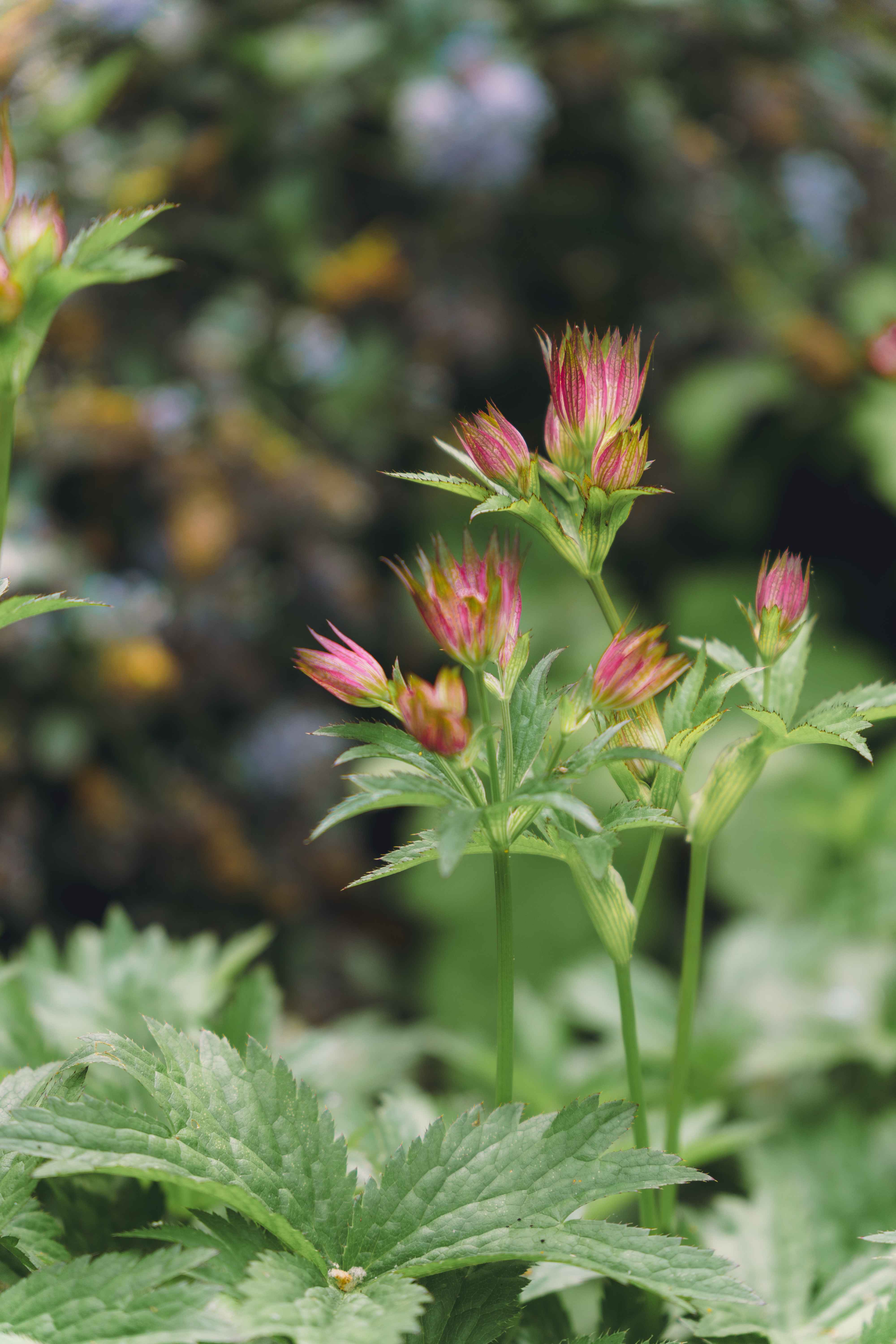 Astrantia